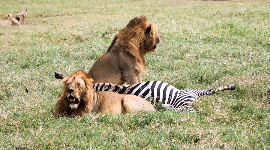 Best 5 Days Great Migration Safari Tanzania | July–August