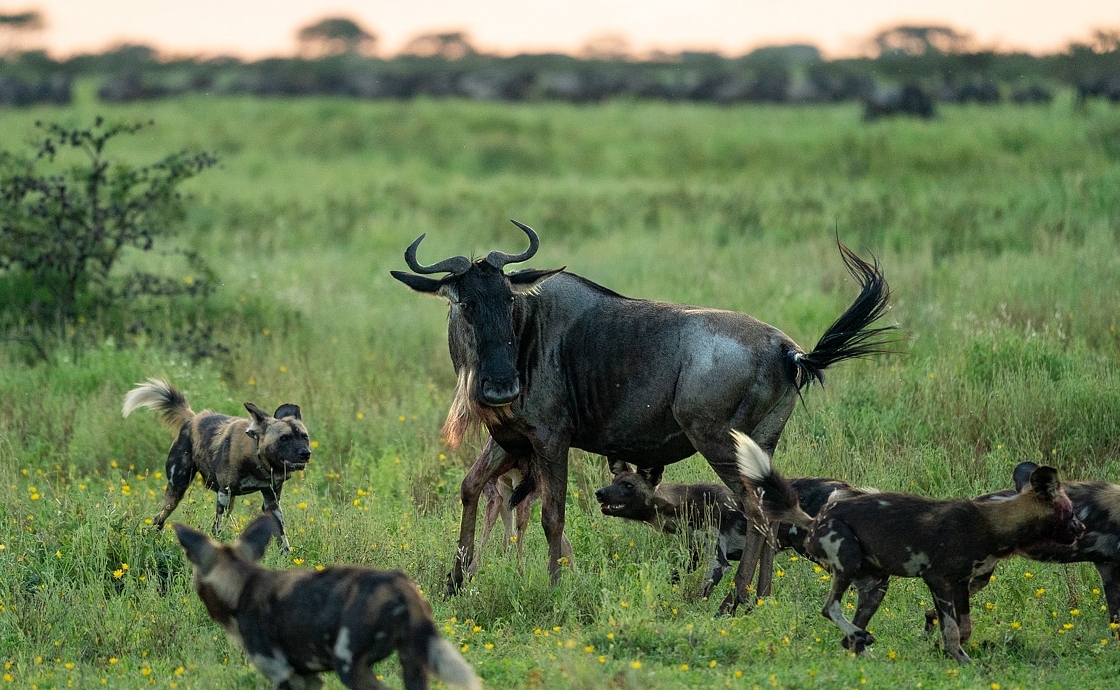 Best Places to Visit in Tanzania in February for Wildlife Lovers