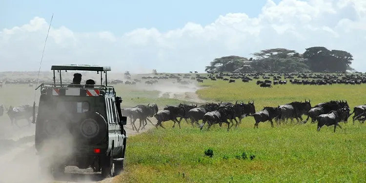 Best Safari in Tanzania - Tanzania safari source tours
