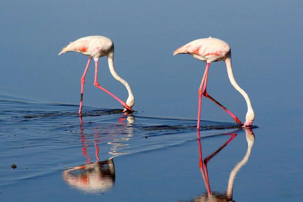 Beyond the Big Five: Discover the Rare Migratory Birds of Lake Manyara in May