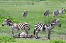 Beyond the Parks: 10 Day Ndutu Calving and Zanzibar Luxury Tour