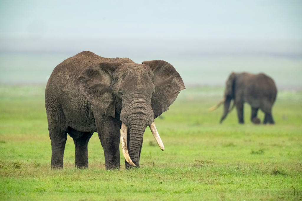 Big Five Tanzania Safari