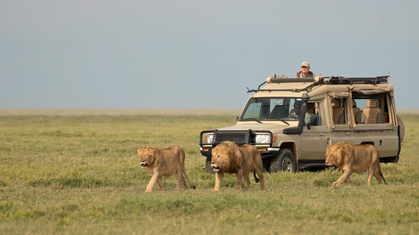 Big Five Tanzania Safari | Explore Africa’s Iconic Wildlife with Us