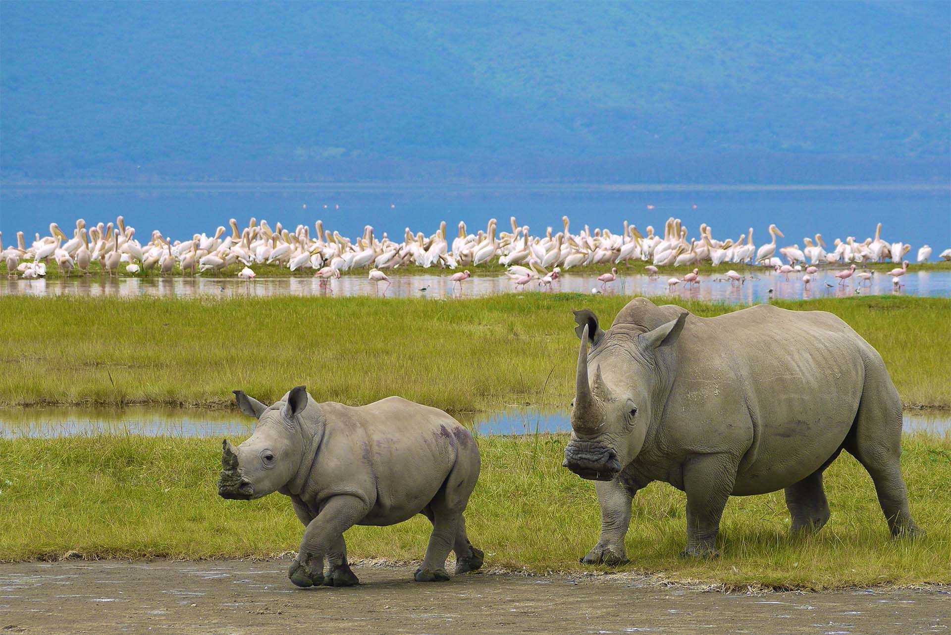 Budget-Friendly Safaris: Exploring Tanzania’s Northern Circuit on a Shoestring