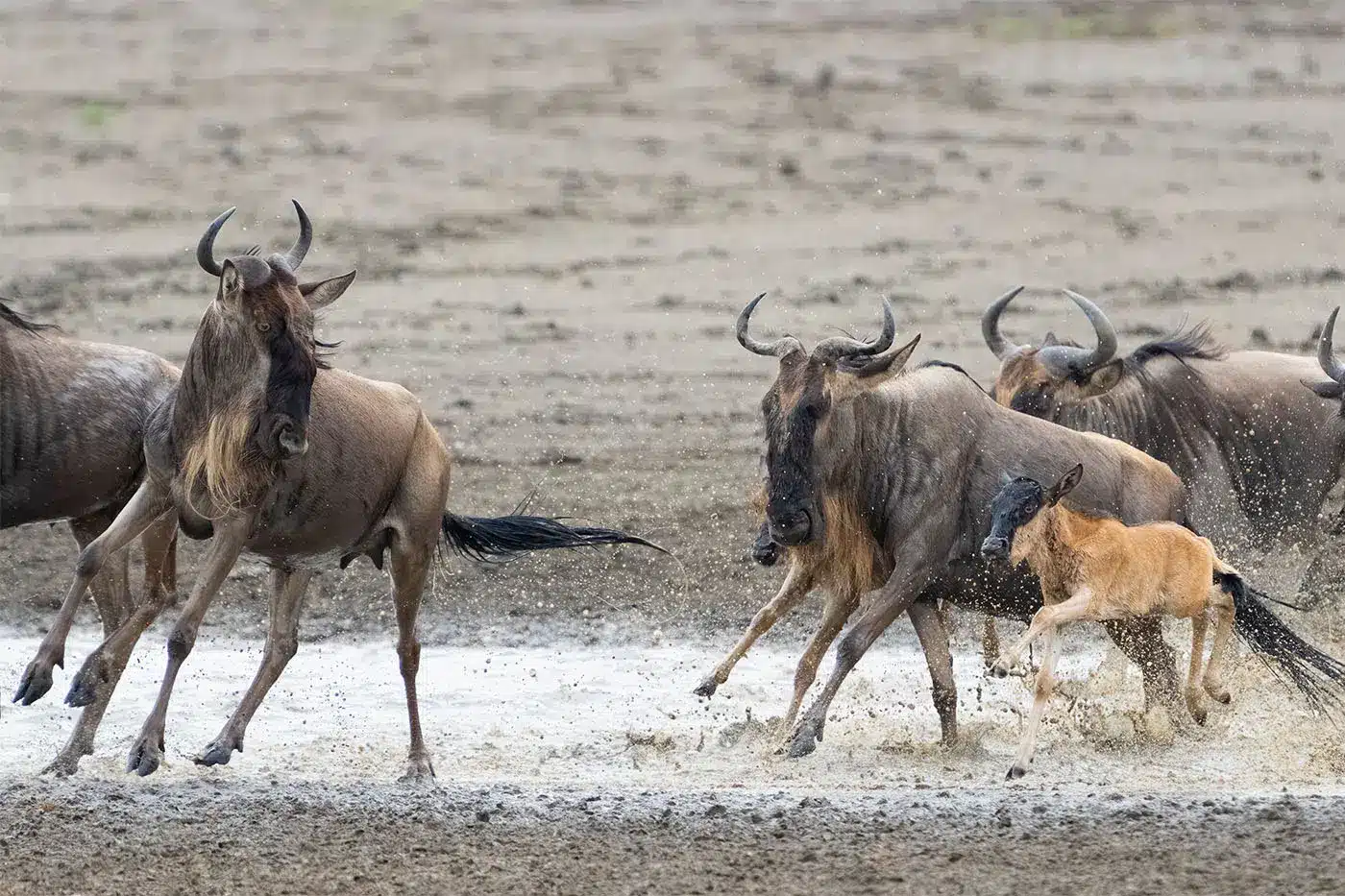 Calving Season in the Southern Serengeti: Safari Tips and Dates