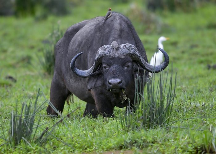 Ndutu Calving &amp;amp;amp; Zanzibar Safari – February Escape