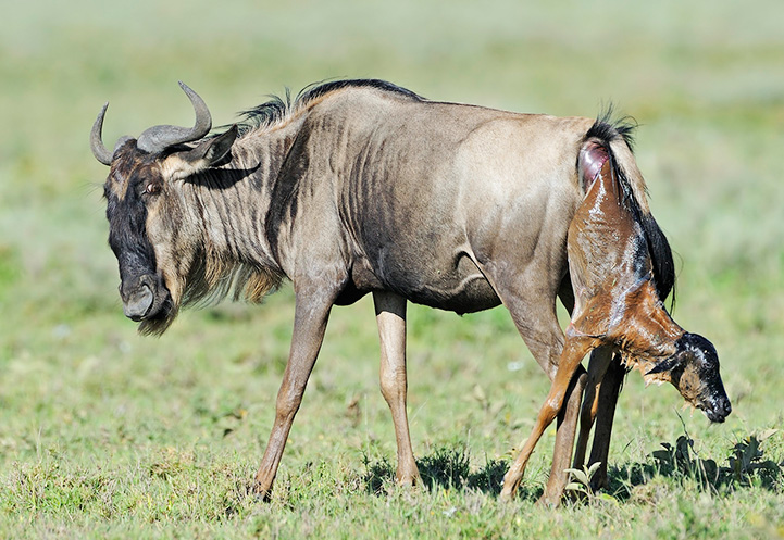 Circle of Life: Witnessing the 2026 Wildebeest Calving Season