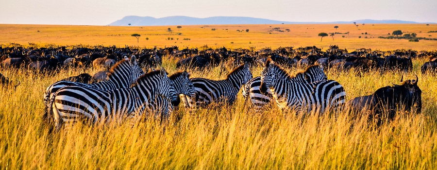 Eco-Friendly Safari: Sustainable Tourism in Tanzania’s Northern Circuit