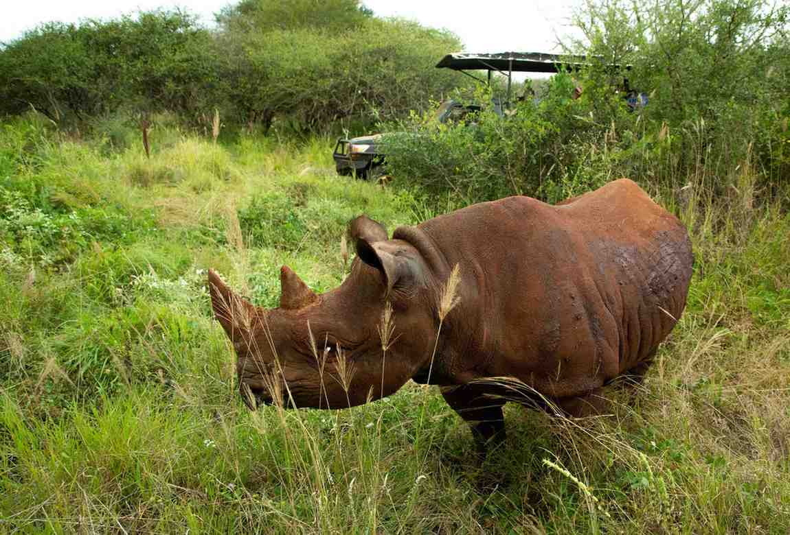 Eco Luxury Safari in Tanzania: Travel Responsibly in 2026