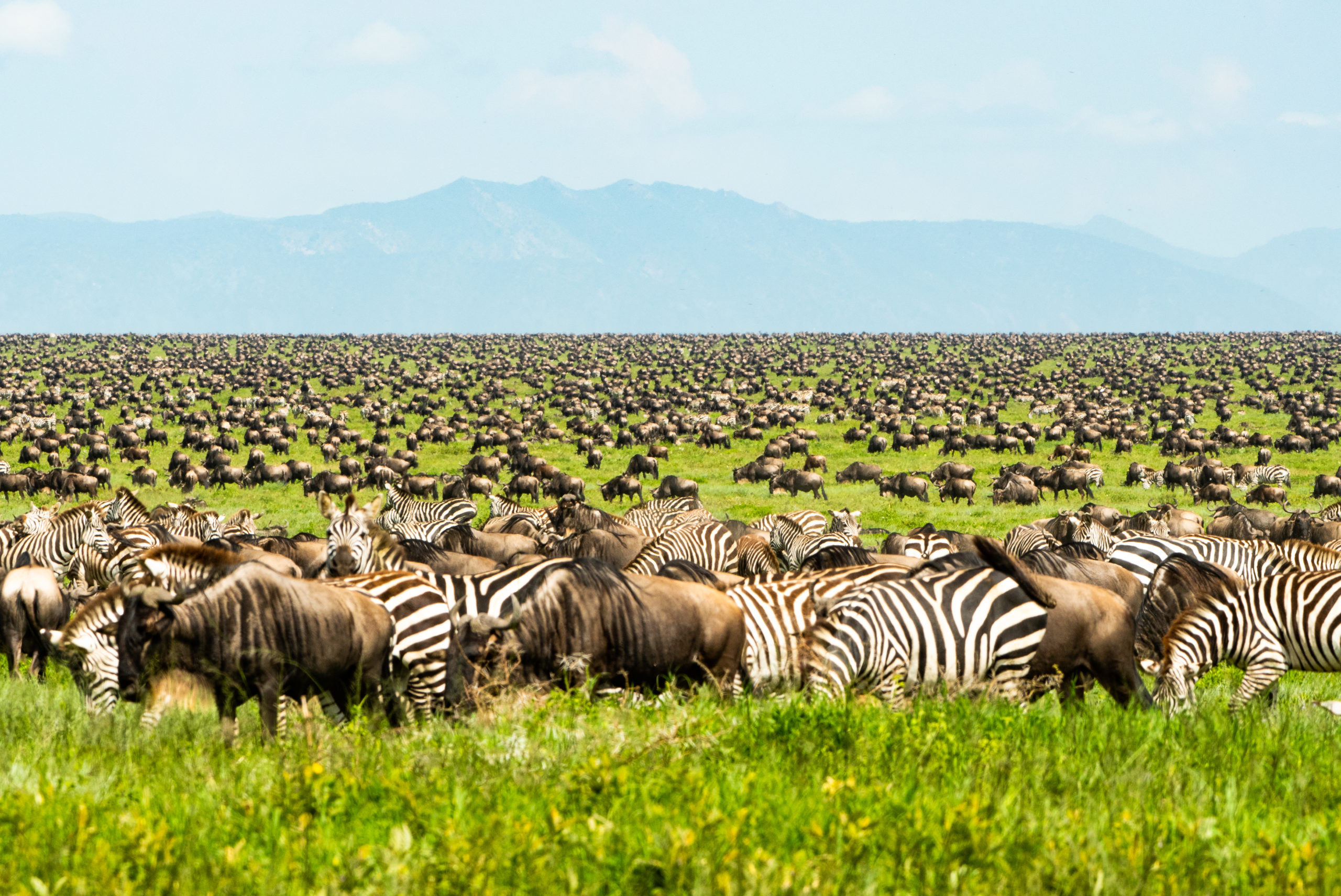 February Safari Guide to Serengeti National Park