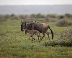 February Safari in Serengeti National Park: Witness the Calving Season Up Close