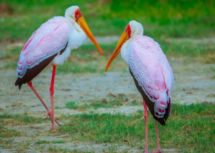 February Safari in Tanzania: Weather, Wildlife &amp; Travel Tips