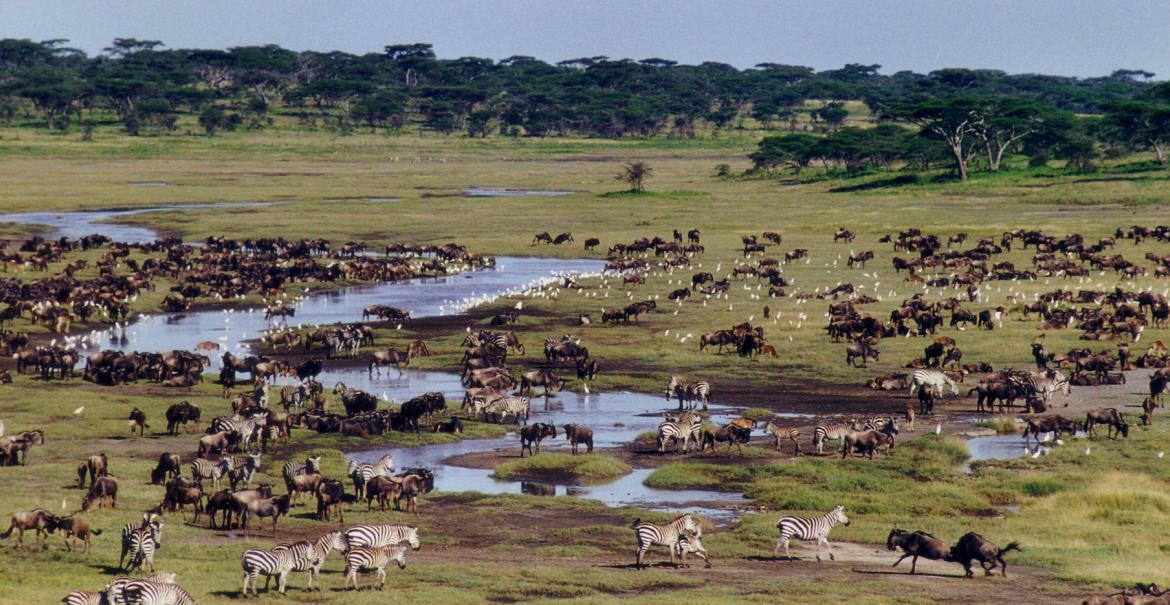 February Wildlife Safari in Serengeti National Park: The Magic of Calving Season