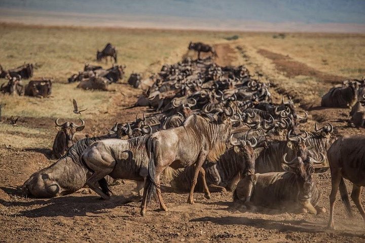 From Central Serengeti to the Mara River: Tracking the Great Migration in 2026