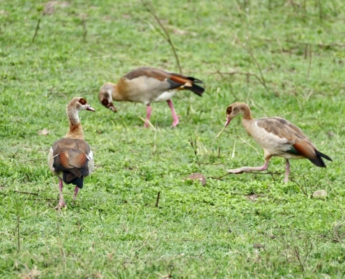 From Savannah to Crater: Tanzania’s February Safari Highlights