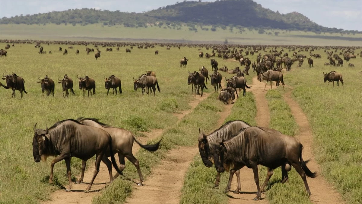 Great Migration Safari 2026: Following the Herds Through June, July &amp;amp;amp;amp;amp;amp; August in Tanzania