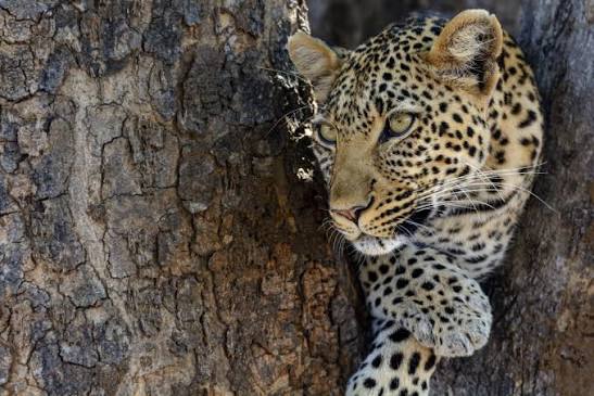Great Migration Tanzania 2026: Experience the World’s Greatest Wildlife Journey with Us