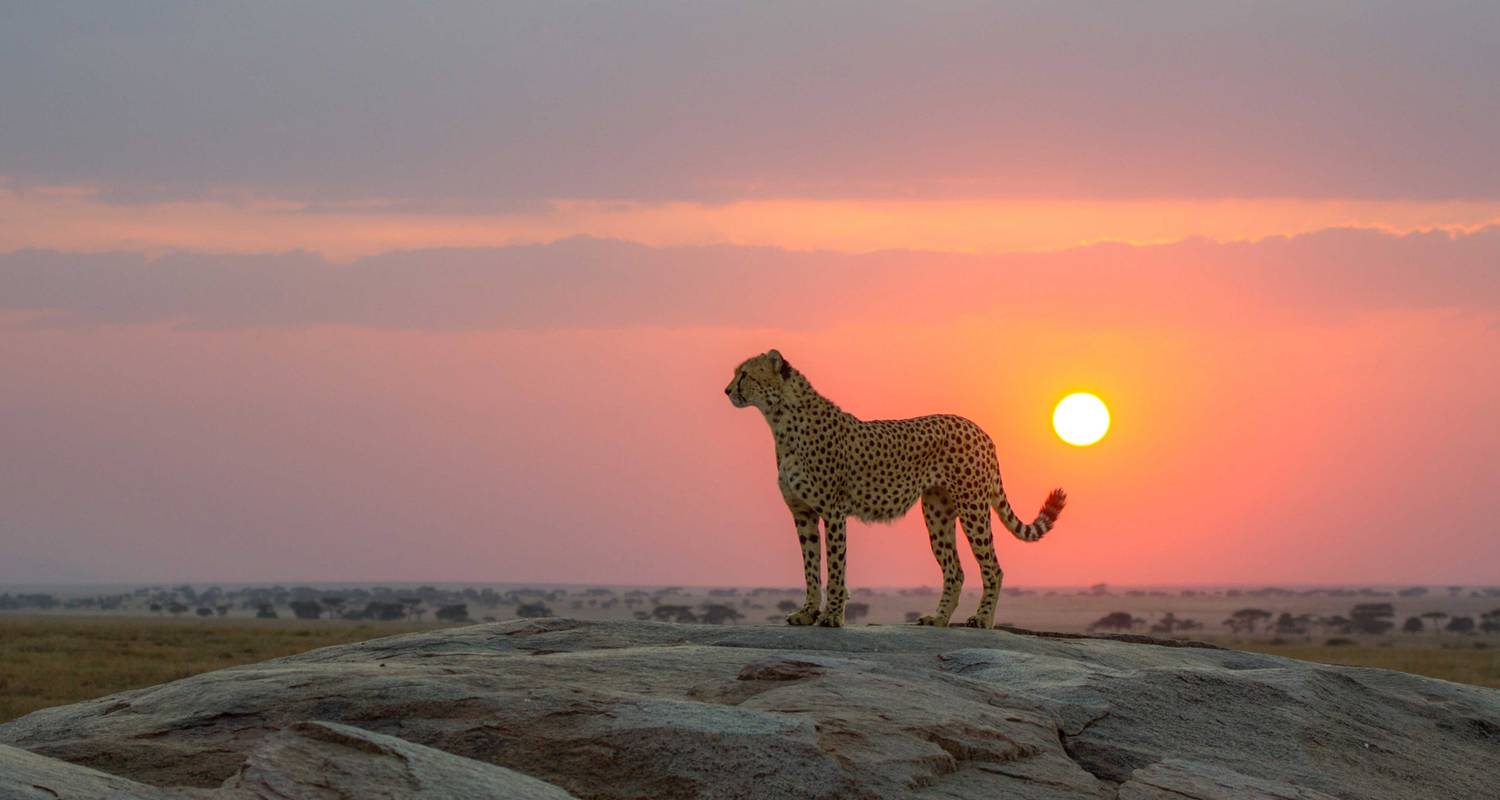 Great Migration Tanzania 2026: Monthly Herd Locations and Safari Tips
