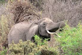 Holiday Safari in Tanzania Prices