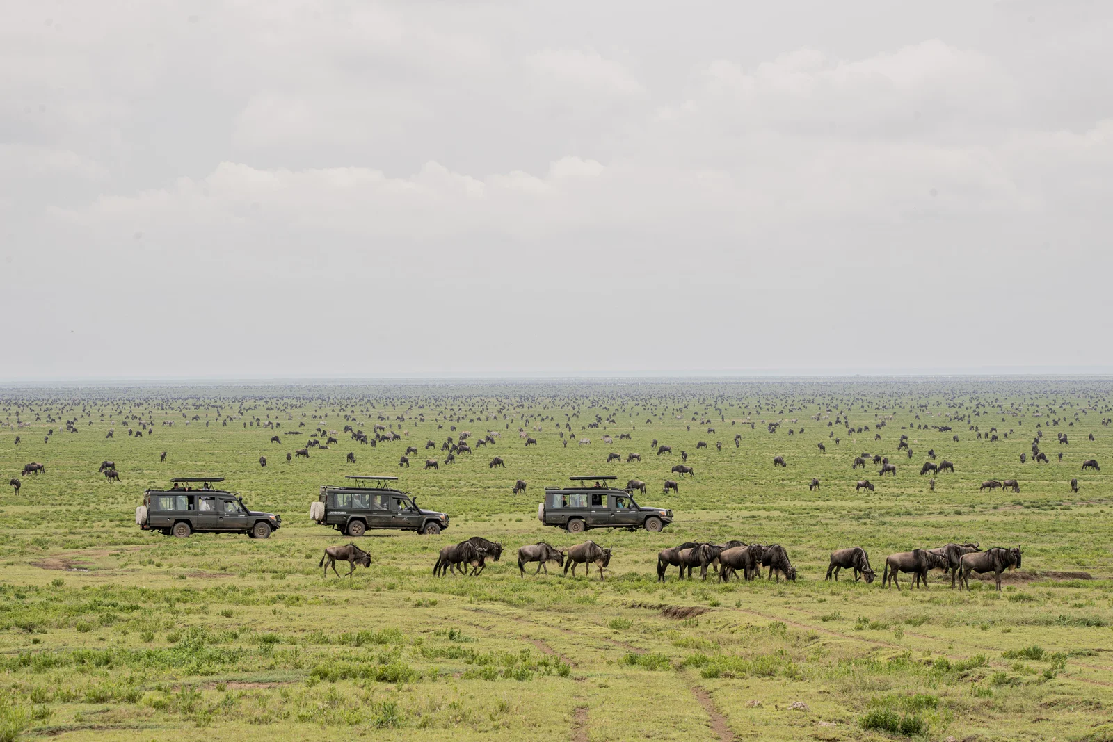Honeymoon in Ndutu
