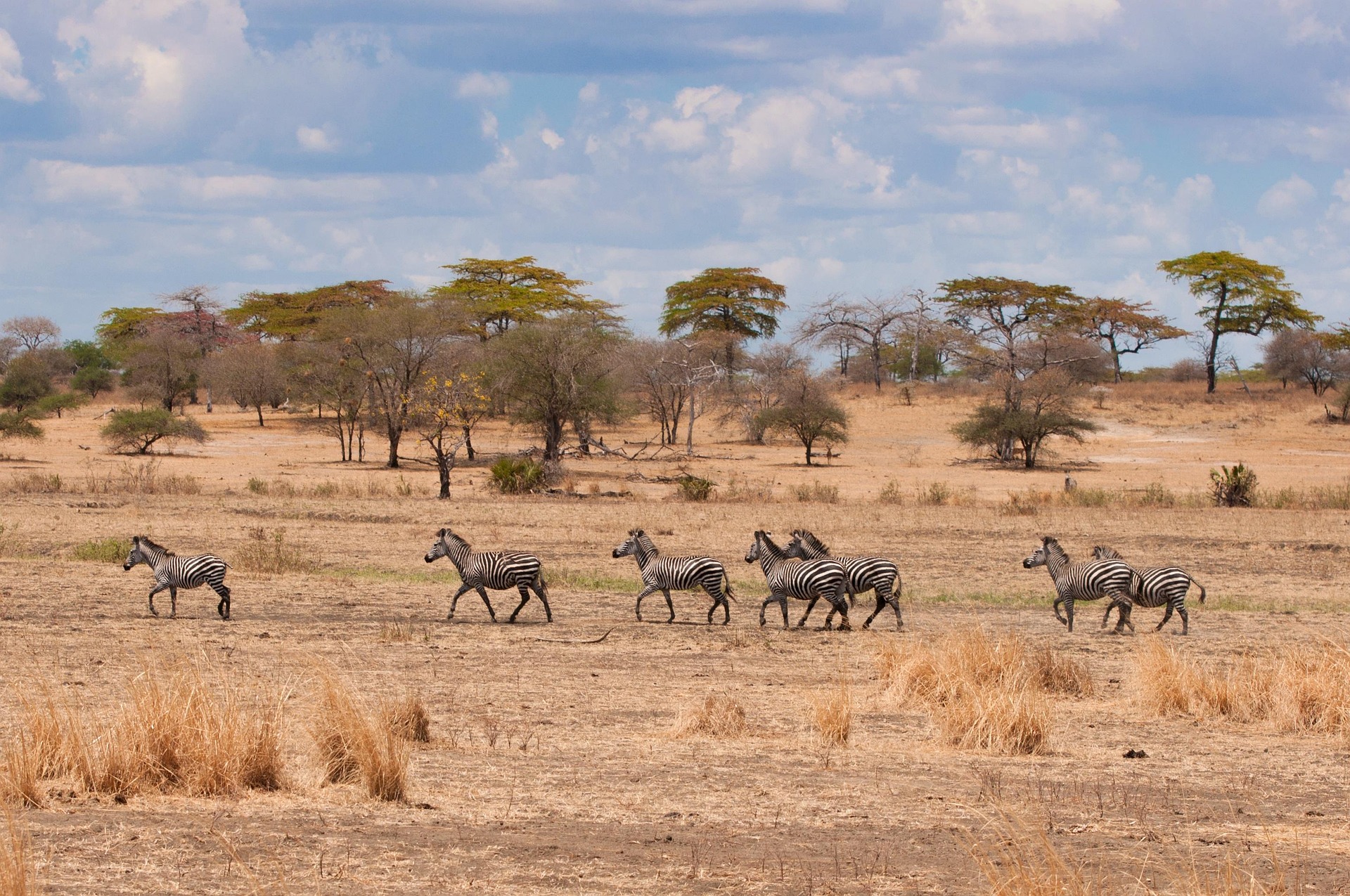 How to Plan a Safari in Tanzania
