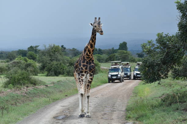 How to Plan the Perfect Ngorongoro and Tarangire Safari in 2026