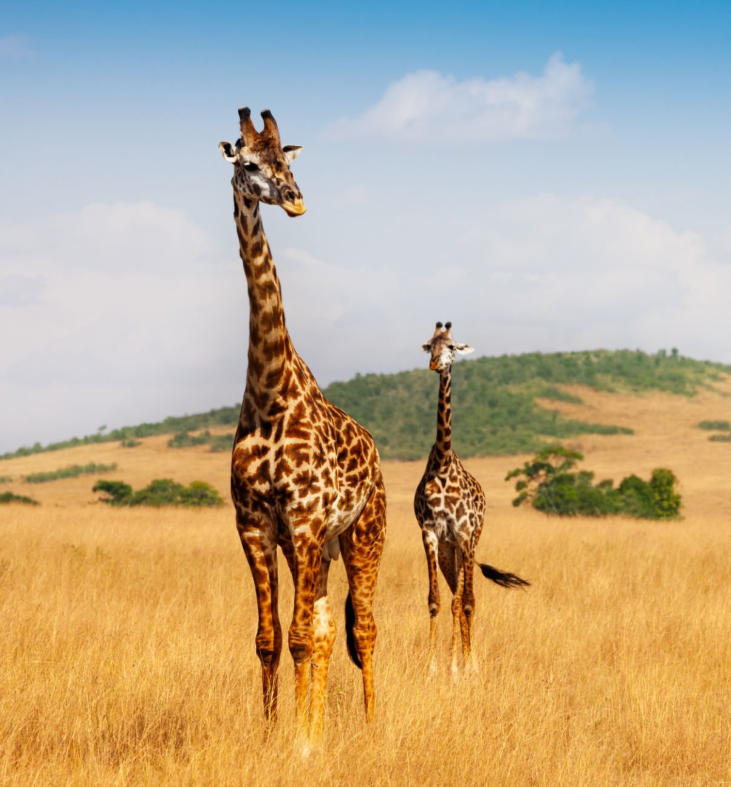 Is February a Good Time for a Tanzania Safari? A Complete Guide