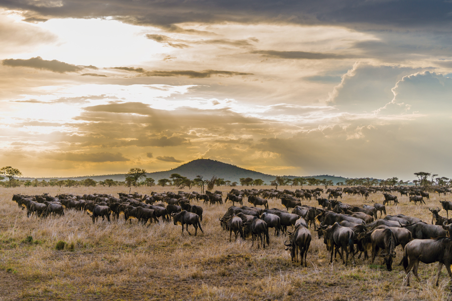 Is the Great Migration Better in Kenya or Tanzania?