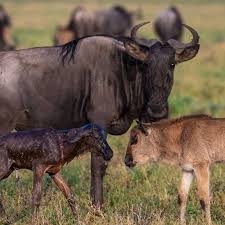 Luxury Safari in Ndutu: Top Camps and Lodges to Book