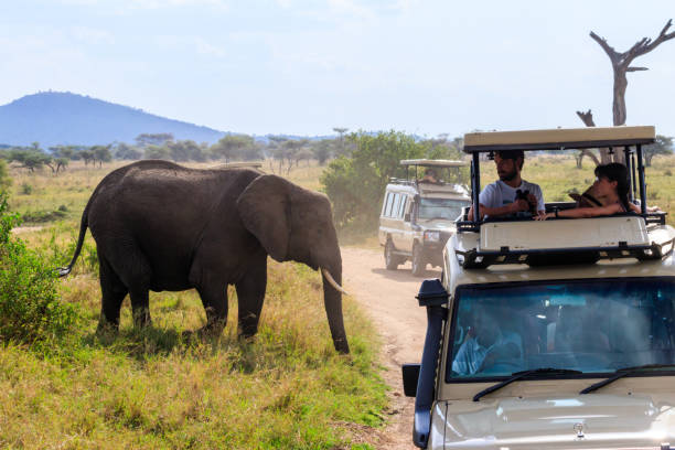 Luxury Safari in Tanzania: How to Experience Africa in Style