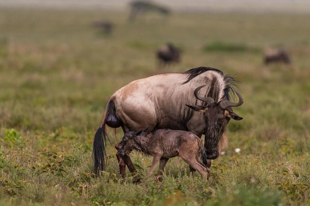 Ndutu Calving Safari 2026: Witness Thousands of Baby Wildebeest in Tanzania