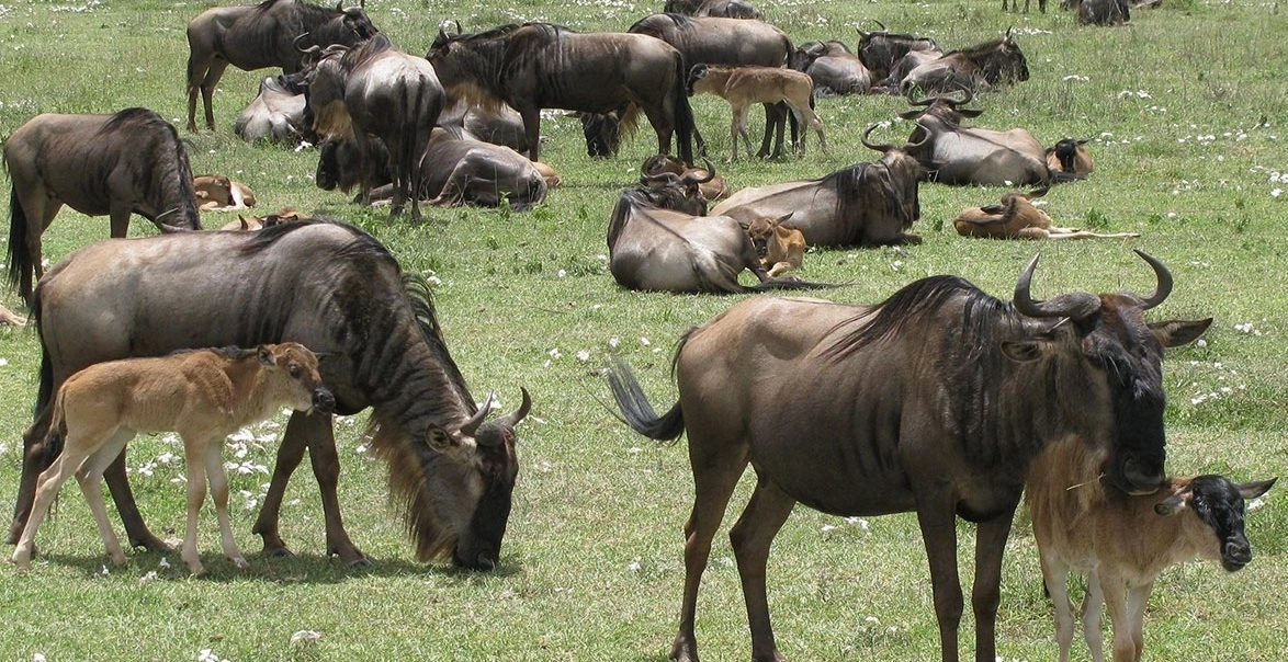Ndutu Calving Season Photography Safari: Capture the Action in February