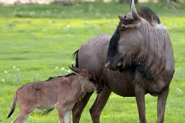 Best of Ndutu in February: Wildebeest Births and Big Cat Encounters