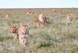 Ndutu Wildlife Safari with Tanzania Safari Source: What Animals Can You See?