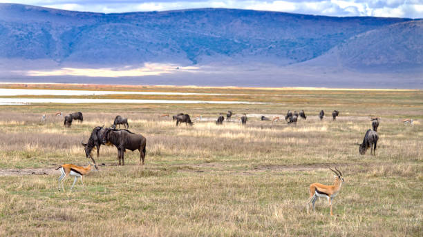 Ngorongoro Crater Safari Guide: What to Expect