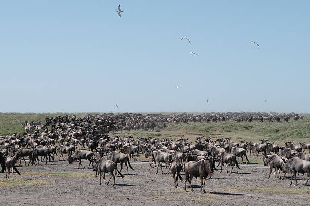 October Travel in Tanzania: Northern Circuit Safaris and Zanzibar Beach Escapes
