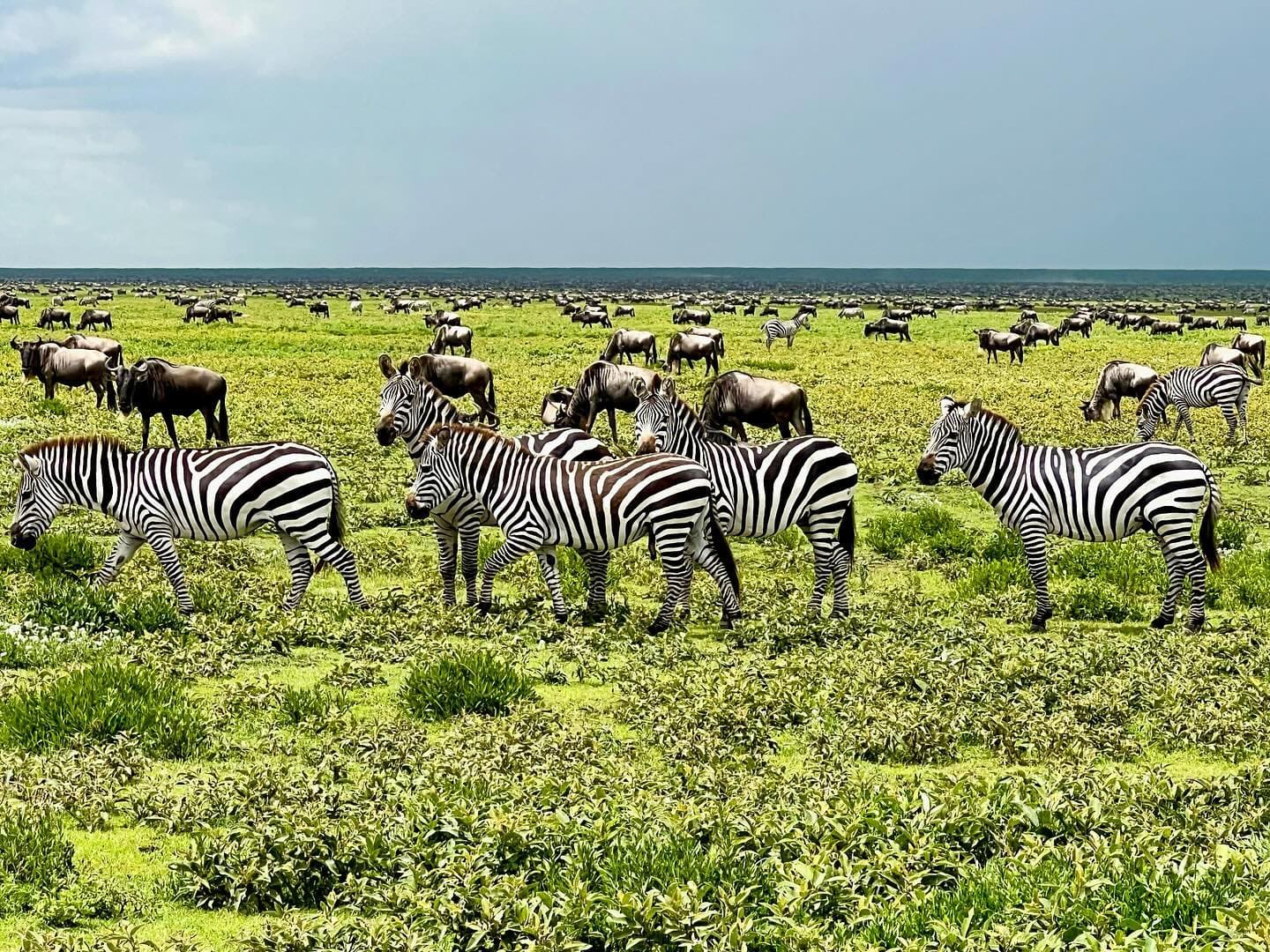 Emerald Season Serengeti Landscape Photography 2026