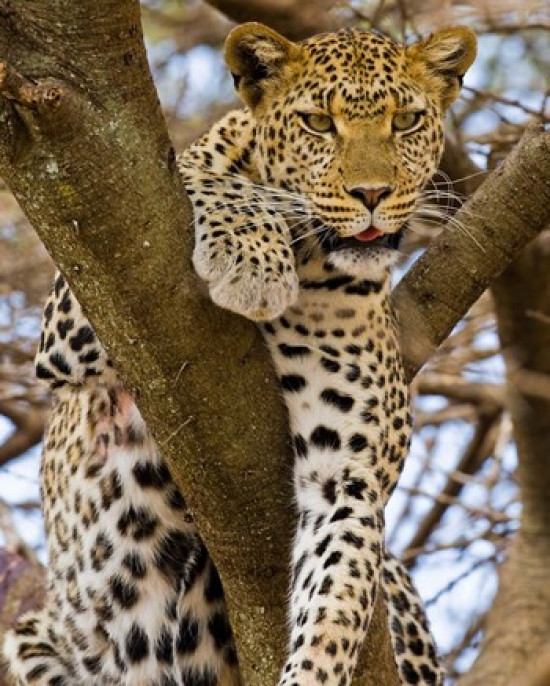 Predator Paradise: January Sightings in Tanzania
