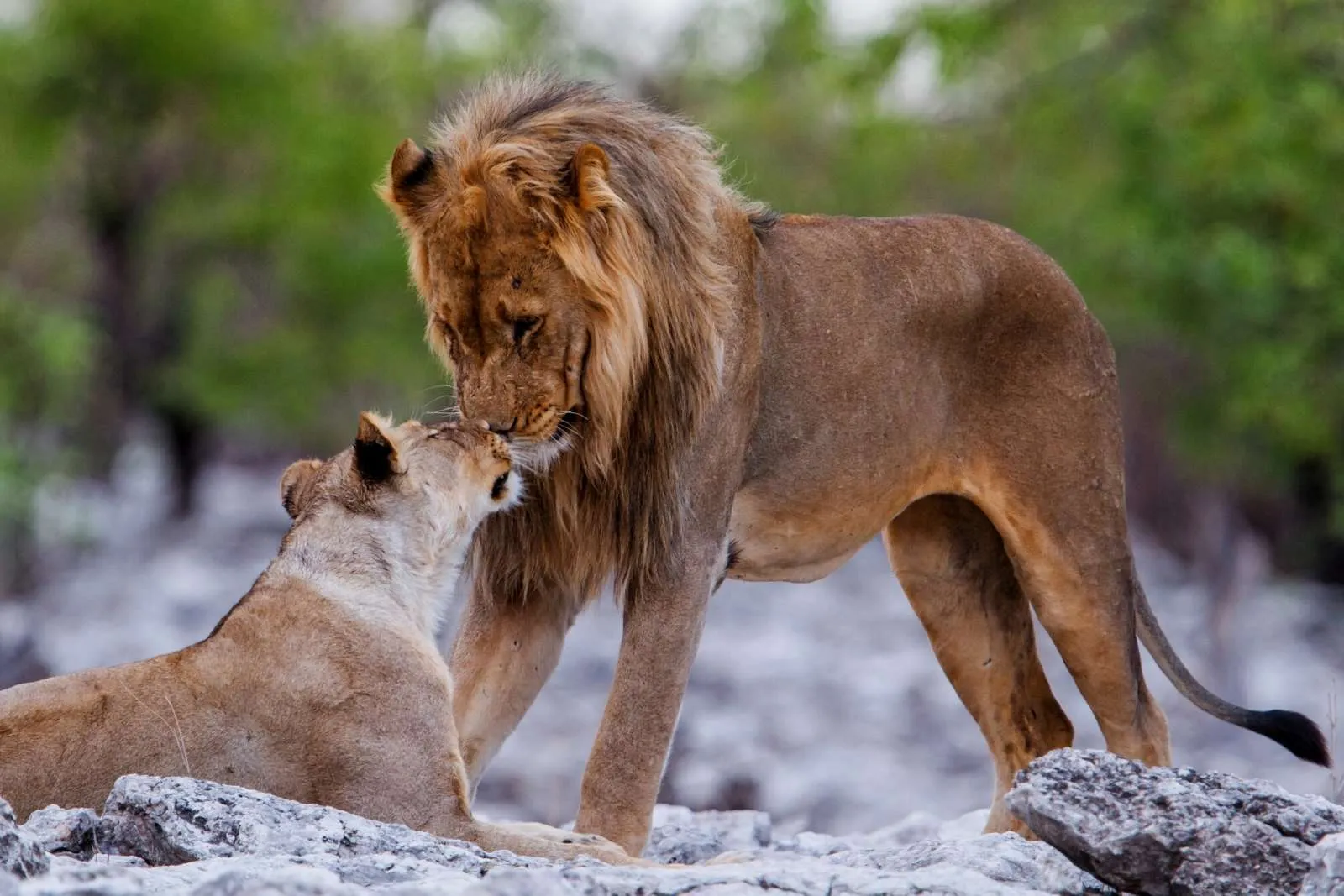 Romantic Serengeti Calving: 8 Day Ndutu Adventure