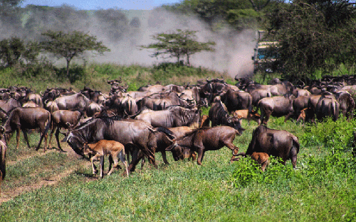 Safari and Beach Holidays in Tanzania