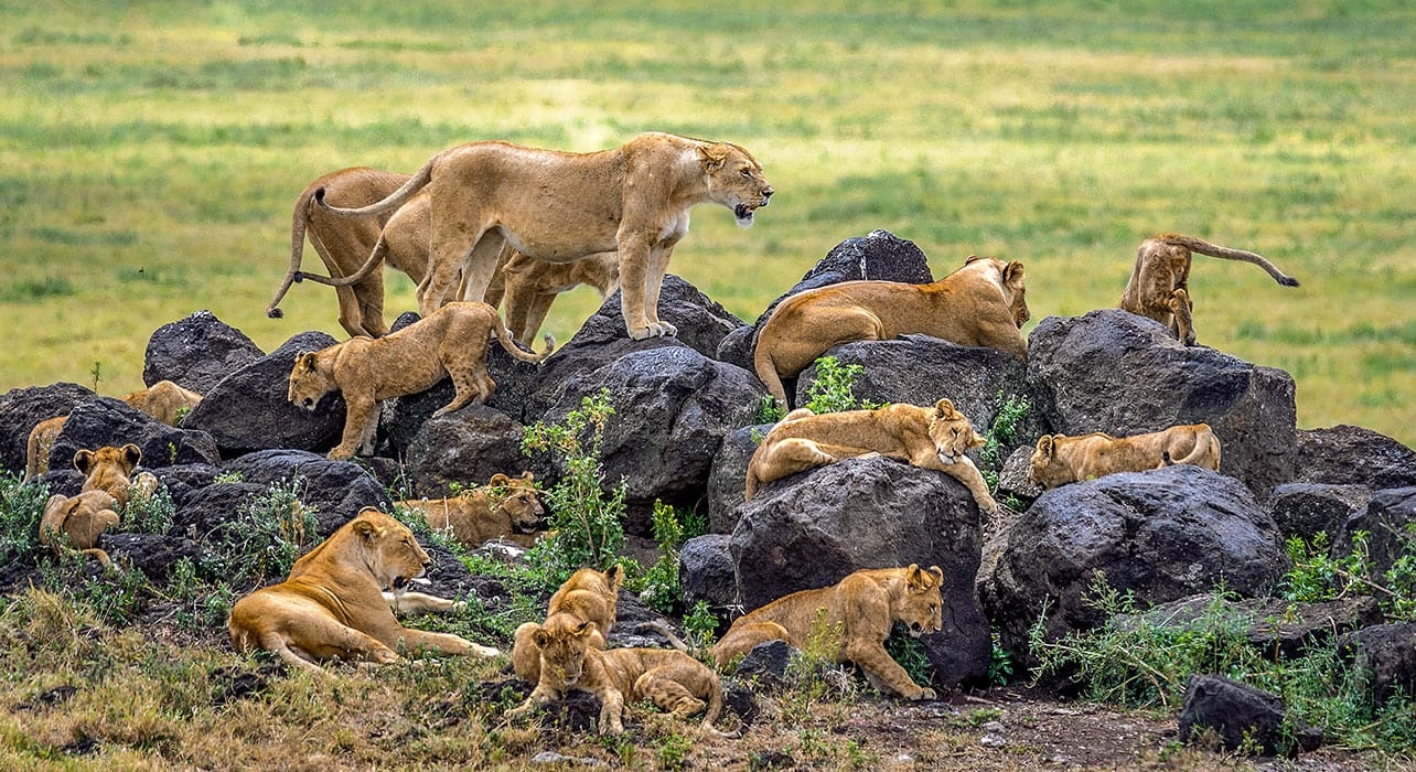 Safari Holidays from Arusha