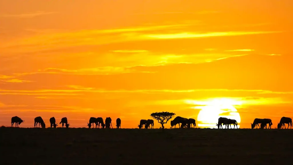 Serengeti Calving Season in February: What to Expect on Safari