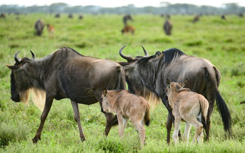 Serengeti Calving Season and Zanzibar Escape