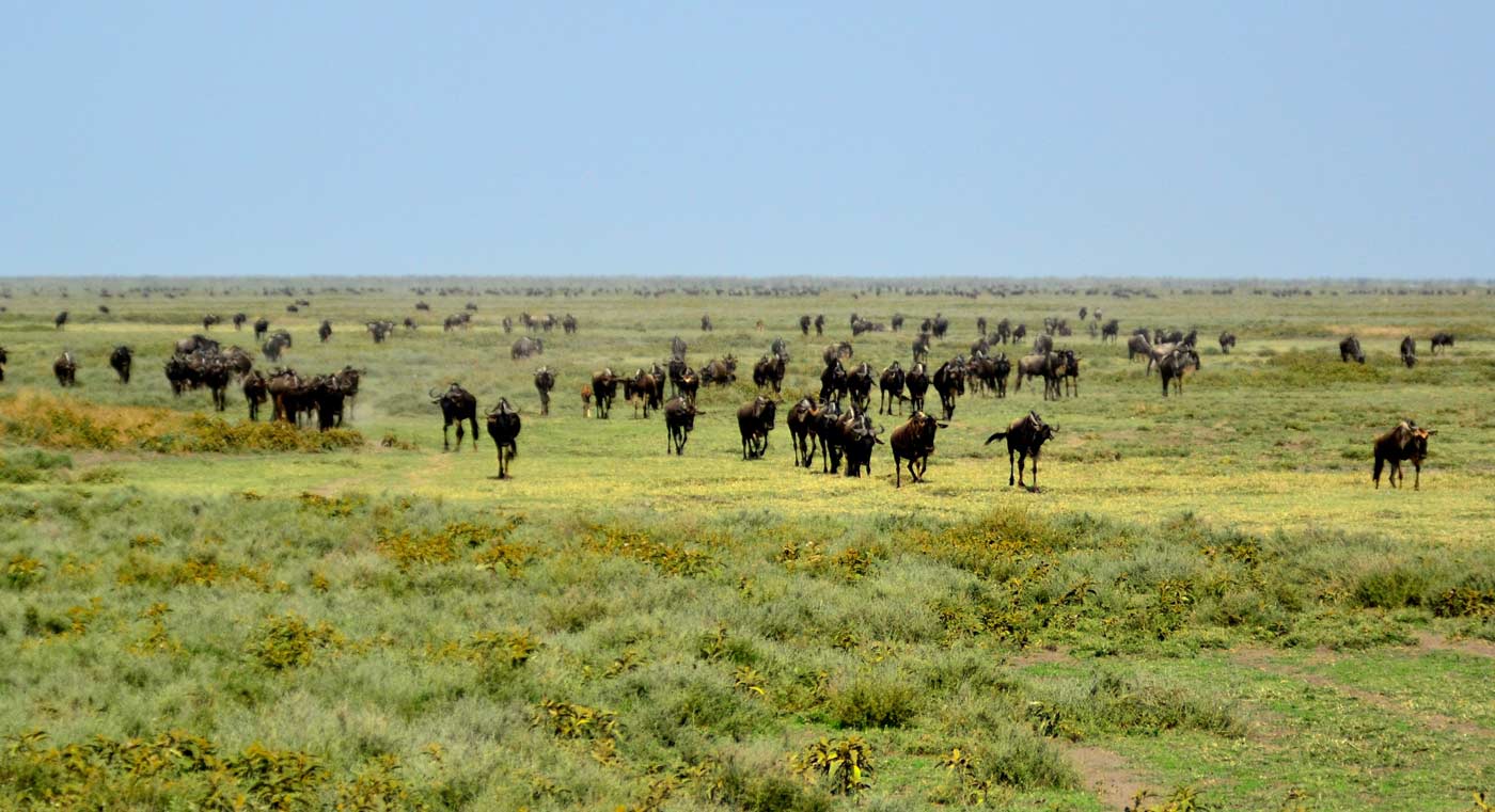 Serengeti National Park Calving Season: Why February Is a Photographer’s Dream