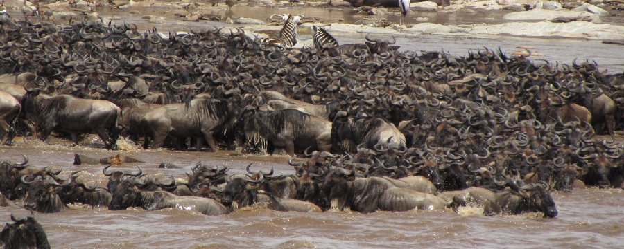 Serengeti Great Migration Tours: Witness Nature’s Ultimate Spectacle in Northern Tanzania