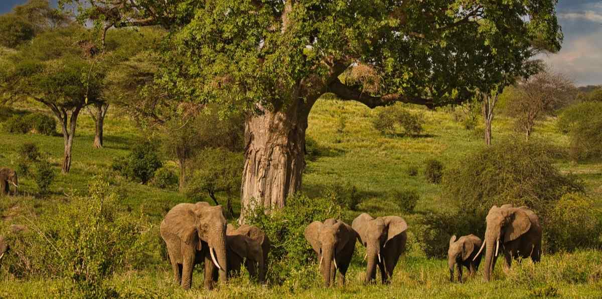Serengeti in February: A Hidden Gem for Luxury Safari Travelers