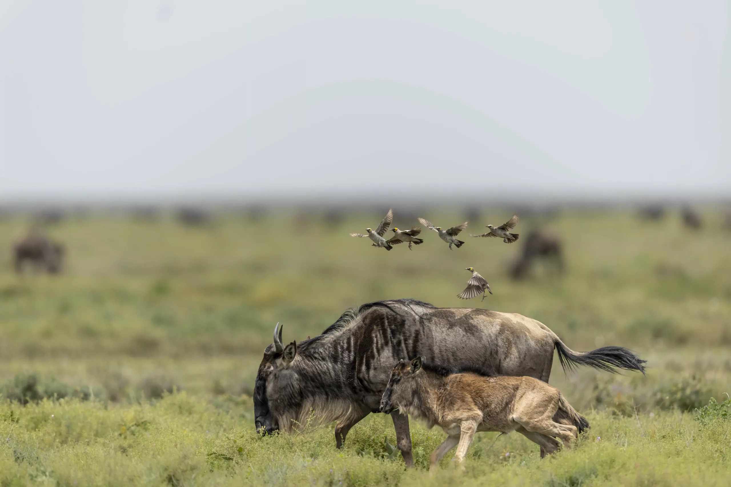 Serengeti National Park: The Ultimate February Safari Guide to Calving Season