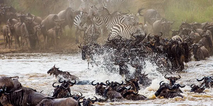 Serengeti Safari - with Tanzani safari source tours