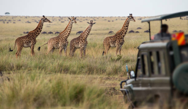 Serengeti Safari Guide for First Time Visitors