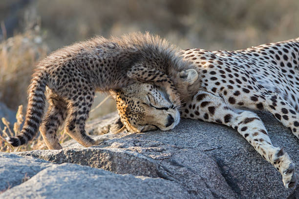 Serengeti Safari Tours: Where to See the Big Five and More